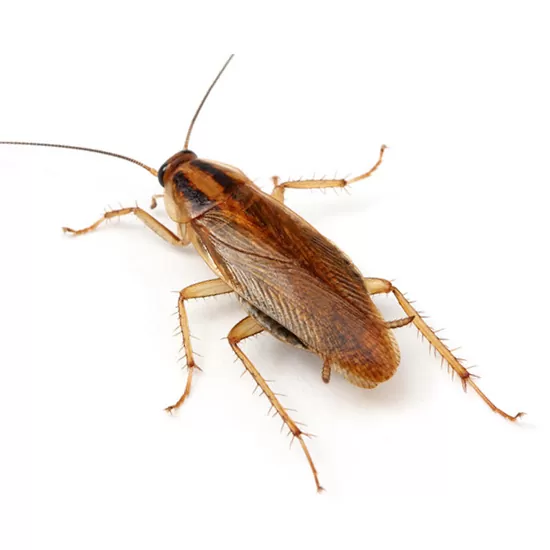 Blatella Germanica